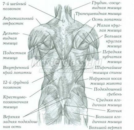 Anatomie cu Ken Goldman în desen