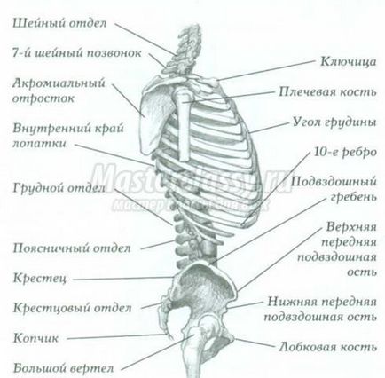 Анатомія з Кеном Голдманом в малюванні