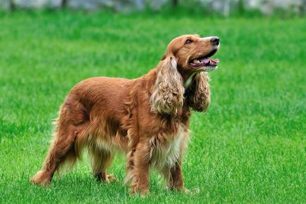 English cocker spaniel descrierea rasei, îngrijire și conținut, caracteristică decât hrana pentru animale, cât de mult