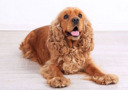 English cocker spaniel descrierea rasei, îngrijire și conținut, caracteristică decât hrana pentru animale, cât de mult