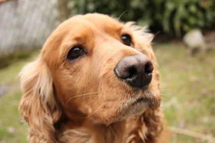 English cocker spaniel descrierea rasei, îngrijire și conținut, caracteristică decât hrana pentru animale, cât de mult