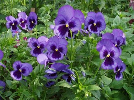 Pansies - zona verde