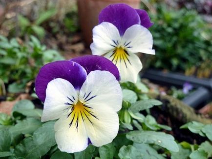 Pansies - zonă verde