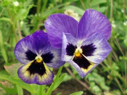 Pansies - zonă verde