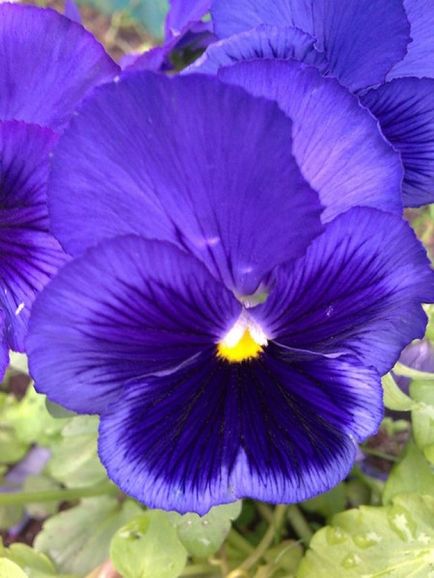 Pansies - zona verde