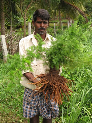 Sparanghelul - locul de nastere al plantei, proprietati utile, importanta florii, energie, video