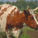 Айршірская порода корів опис, плюси і мінуси, відгуки
