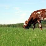 Ayrshire fajta tehenek leírás, érvek és ellenérvek, vélemények