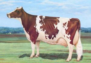 Айршірская порода корів опис, плюси і мінуси, відгуки