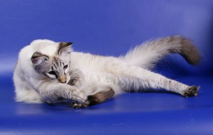 Балинезийская кішка (балинез) опис породи і характер, відео