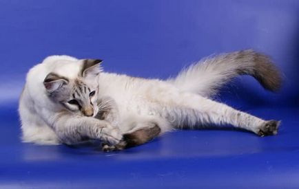 Балийски котка снимка, описание порода, характер, цена