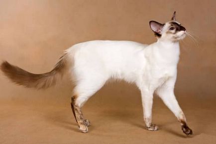 Балийски котка снимка, описание порода, характер, цена