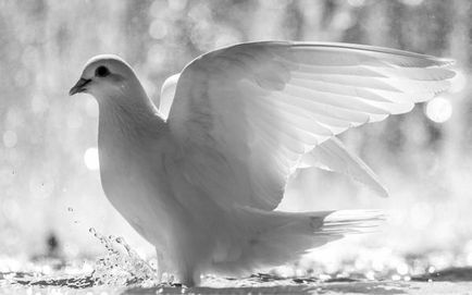 Білі голуби на весілля, ціна