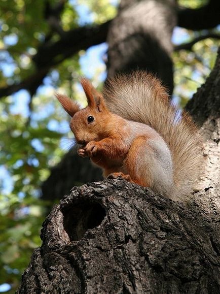 O veveriță, un sinopsis al unei lecții despre familiarizarea cu natura