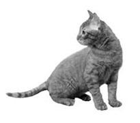 Pisica Bengal cu un pedigree - cumpara un pisoi
