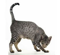 Pisica Bengal cu un pedigree - cumpara un pisoi