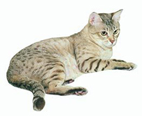 Бенгальська кошеня з родоводом - купити продати кошеня