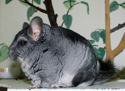 Plan de afaceri pentru chinchilla de reproducere, chinchilla de reproducție ca o afacere