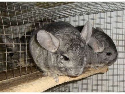 Plan de afaceri pentru chinchilla de reproducere, chinchilla de reproducție ca o afacere