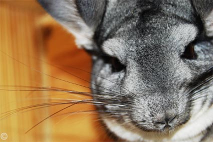 Plan de afaceri pentru chinchilla de reproducere