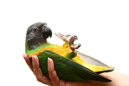 Flăcări la păsări de papagali, canari, simptome, tratament, prevenire