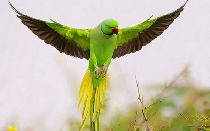 A bolhák madarak budgies, kanárik, a tünetek, a kezelés, megelőzés