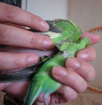 A bolhák madarak budgies, kanárik, a tünetek, a kezelés, megelőzés