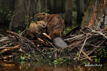 Beavers, așa cum sunt