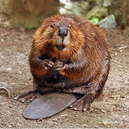 Beavers, așa cum sunt