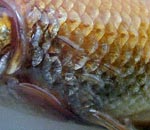 Bolile de pește de acvariu brandyomycosis (putregai), dactilogiroză, lerneoză