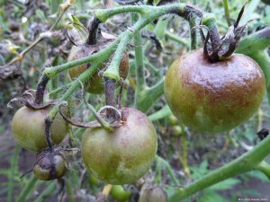 Bolile de putregai de roșii (phytophthora), coloane și grădini de grădini din Belarus