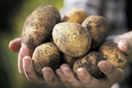 Боргустанская картопля - краще за всіх, «відкрита газета»