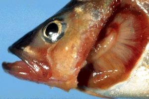 Бранхіомікоз або жаберная гниль - захворювання рибок