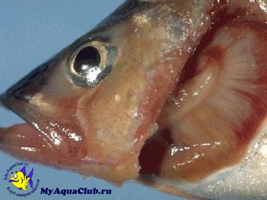 Branhiomikoz (kopoltyú rothadás) - Betegségek akváriumi halak