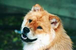 Chow-chow - caracteristicile rasei