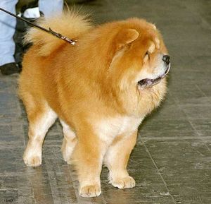 Chow-chow - caracteristicile rasei