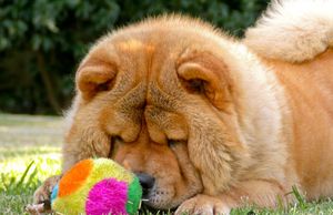 Chow-chow - caracteristicile rasei