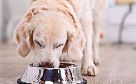 Какво да се хранят кучето да се възстанови след раждането