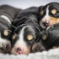 Ce să hrăniți câinele după naștere pentru recuperare