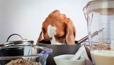 Ce să hrăniți câinele după naștere pentru recuperare