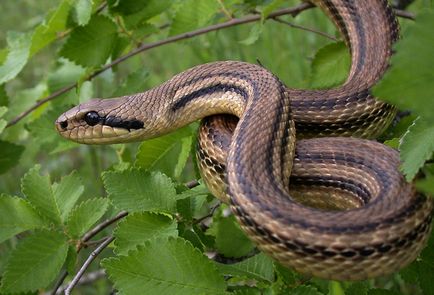 A második helyezett eltér a leírás a vipera és a különbség, hogy mi a különbség