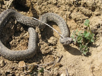 A második helyezett eltér a leírás a vipera és a különbség, hogy mi a különbség