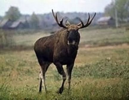 Cum să atragă un elk