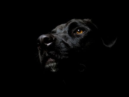 Чорна собака картинки