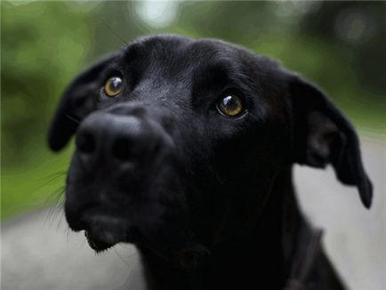 Чорна собака картинки