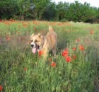 Curățarea lânii - Ciobanesc din Asia Centrală fotografii Alabai, cățeluși, pepiniere, câine din Asia Centrală