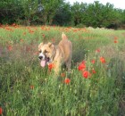 Tisztítás gyapjú - közép-ázsiai juhászkutya Alabai fotó, kölykök, óvodák, közép-ázsiai juhászkutya