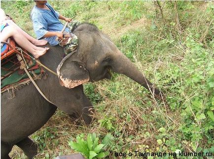 Ce să facă pe excursii Koh Chang la Koh Chang, odihnindu-se pe Insula Koh Chang