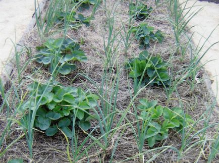 Ce să plantezi după usturoi anul viitor ce legume și fructe de pădure