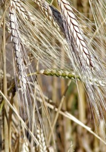 Що за продукт такий - жито, гіпотези і факти